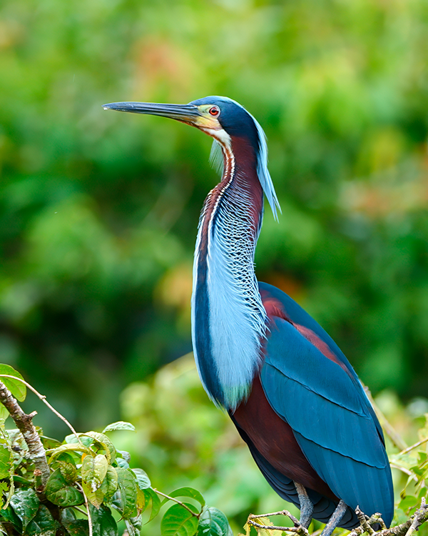 Agami Heron on Agami Island