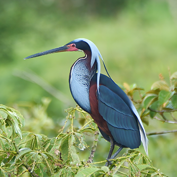 Agami Heron