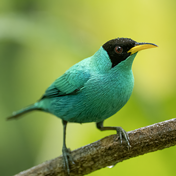 Green Honeycreeper in Costa Rica