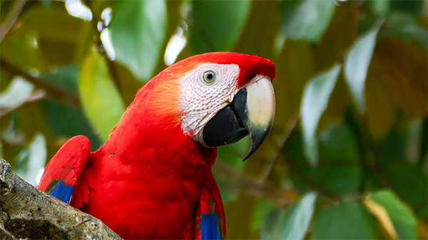 Scarlet Macaw