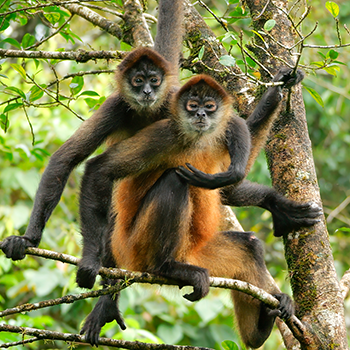 Spider Monkeys in Costa Rica