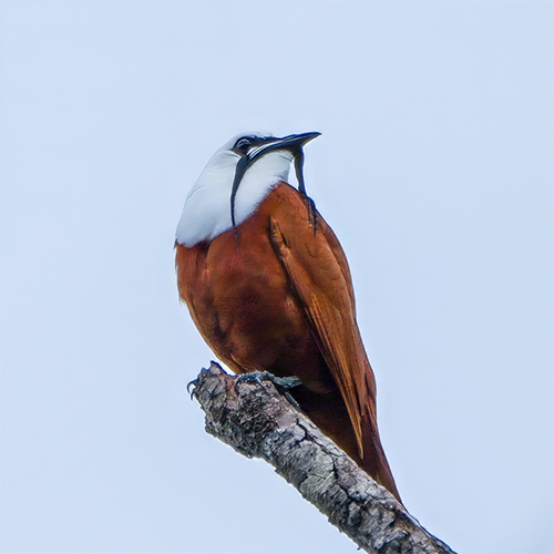 Three-wattled Bellbird