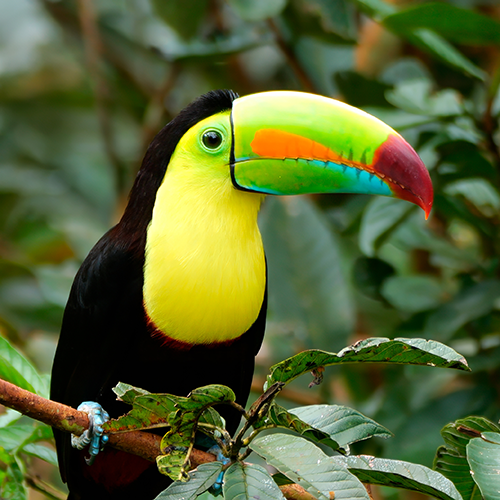 Keel-billed Toucan