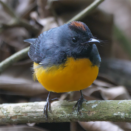 Slate-throated Redstart