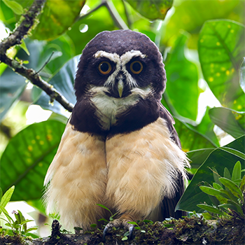 Spectacled Owl